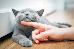 5 trucchi per farti amare dal tuo gatto