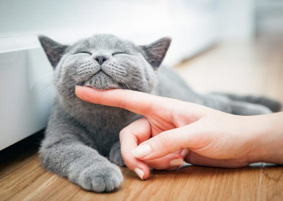5 trucchi per farti amare dal tuo gatto