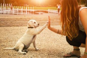 Come scegliere il cane giusto in base al tuo carattere