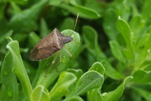 5 trucchi naturali per tenere lontane le cimici da casa