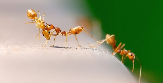 7 modi per eliminare le formiche da casa: trucchi e rimedi naturali