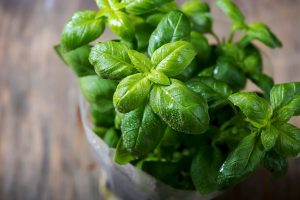 Come coltivare il basilico sul balcone di casa e farlo durare tutto l’anno