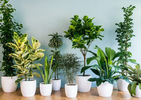 13 piante da tenere in casa che purificano l’aria