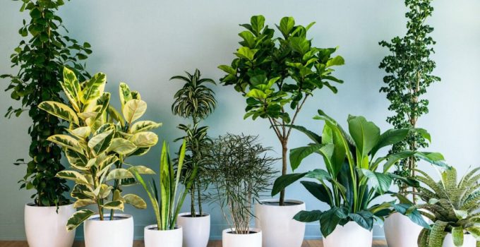 13 piante da tenere in casa che purificano l’aria