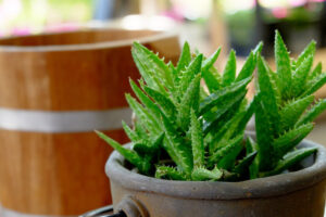 Ecco perché è importante avere una pianta di aloe in casa