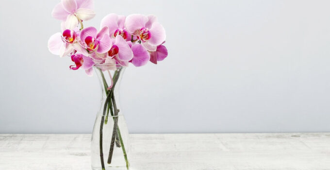 Come far fiorire le orchidee velocemente per una fioritura continua