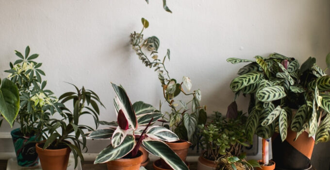 12 piante nel feng shui che portano energia positiva nella tua casa
