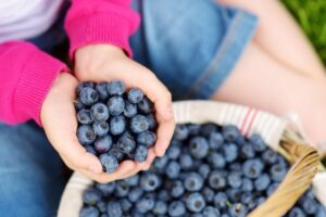 Come Coltivare i Mirtilli nel tuo Giardino