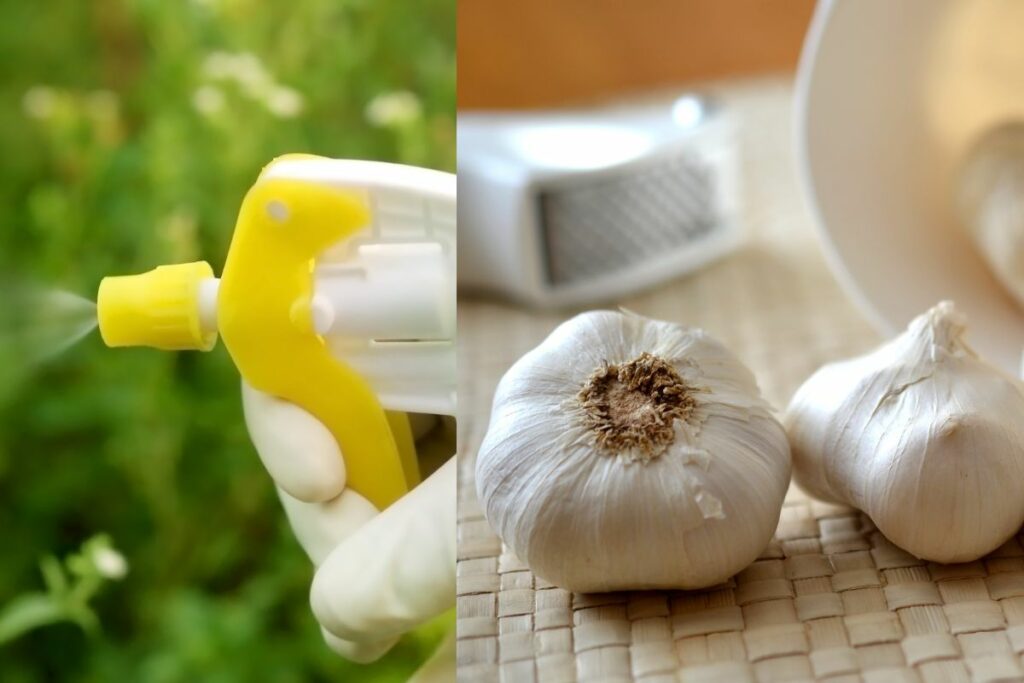 Come preparare l’alcol all’aglio: il più potente insetticida naturale 