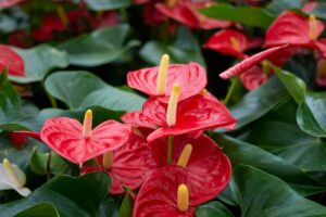 Anthurium: i benefici di questa pianta