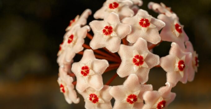 Come far fiorire il fiore di cera (Hoya) per avere centinaia di fiori