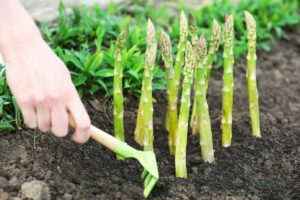 Come coltivare gli asparagi a casa e averne una scorta infinita