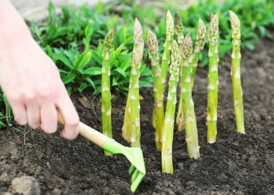 Come coltivare gli asparagi a casa e averne una scorta infinita