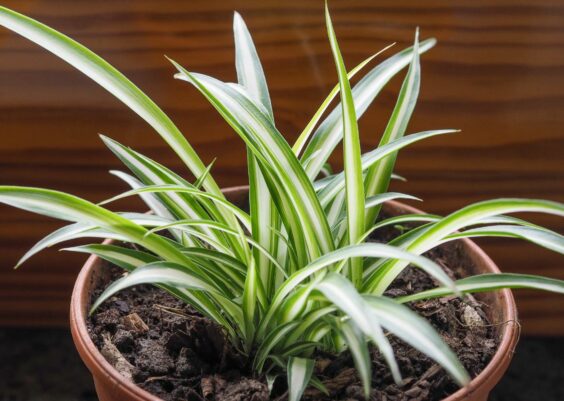 I benefici in casa della pianta Clorofito