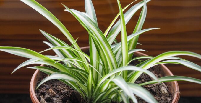 I benefici in casa della pianta Clorofito