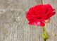 Come far germogliare una rosa recisa con una semplice patata