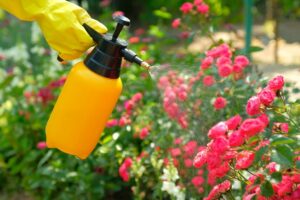 Come ottenere centinaia di rose da una sola