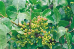 Pianta di pistacchio: come coltivarla e quanto tempo impiegherà per dare i primi frutti