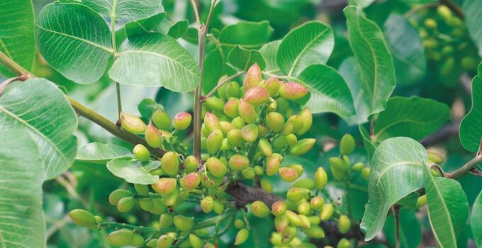Pianta di pistacchio: come coltivarla e quanto tempo impiegherà per dare i primi frutti