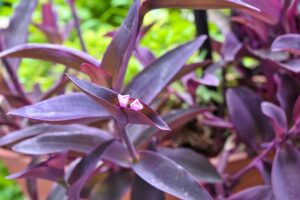 Tradescantia, come propagare questa pianta bellissima