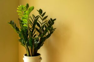 7 piante da tenere in casa se hai poca luce