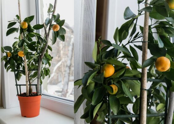 Come Coltivare i Mandarini a Casa