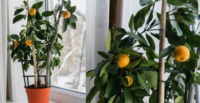 Come Coltivare i Mandarini a Casa