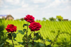 Sai perché all’ingresso dei vigneti ci sono sempre le rose? Solo in pochi lo sanno